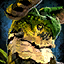 Glademire.png