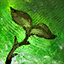 Maguuma's Orchard.png