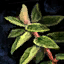 Oregano Leaf.png
