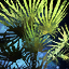 Tropical Bush.png