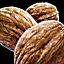 Walnut.png