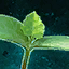 Germinate Zucchini.png
