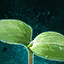 Germinate Butternut Squash.png