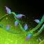 Essence of the Natural.png