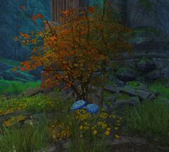 Peculiar Bush.jpg