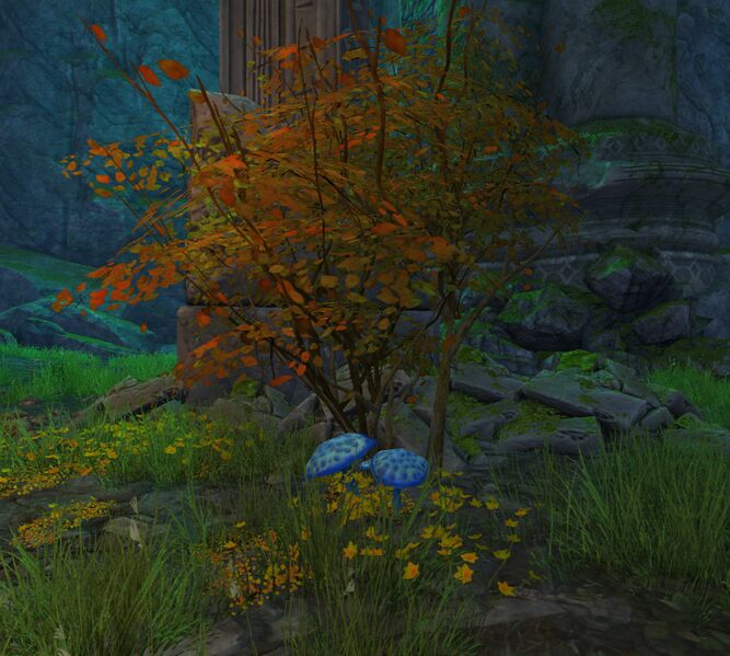 File:Peculiar Bush.jpg