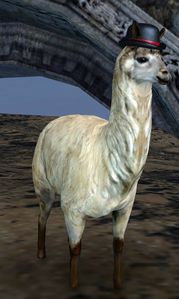 Lost Fancy Llama.jpg
