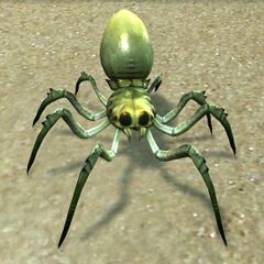 Spider Hatchling.jpg