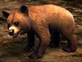 Bear Cub.jpg