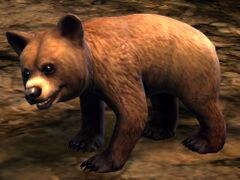 Bear Cub.jpg