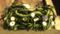 Deluxe Vine Wall.jpg
