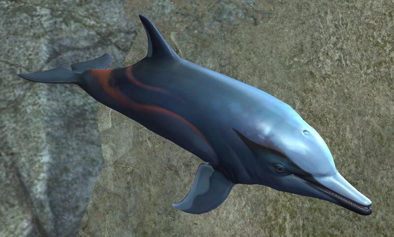 File:Dolphin (Cantha).jpg