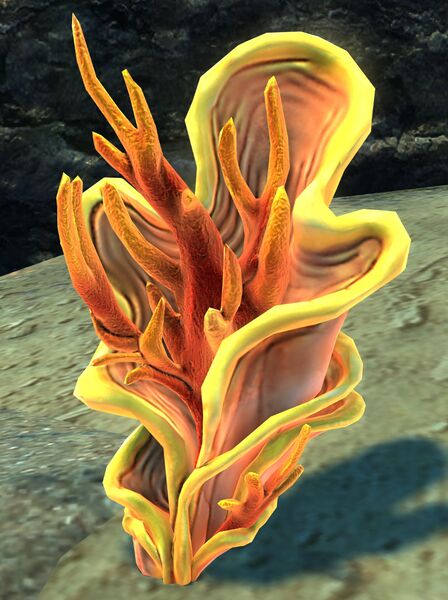 File:Coral Fragment.jpg