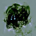 Thumbnail for version as of 19:57, 3 July 2025