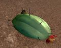 Exhausted Choya.jpg