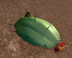 Exhausted Choya.jpg