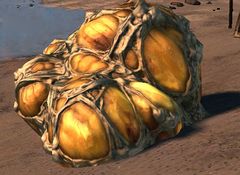 Karka Egg Sac.jpg