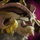 Mountain Hopper Manticore.png