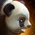 Panda Roller Beetle Skin.png