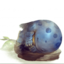 Resting quaggan icon.png