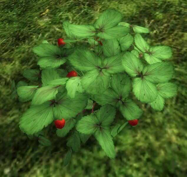File:Strawberry Patch.jpg