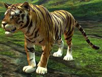 Tiger.jpg