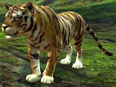 Tiger.jpg