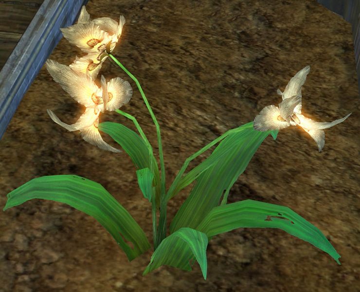 File:Homegrown Krytan Spiderwort.jpg