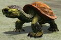 Newborn Siege Turtle Hatchling.jpg