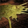 Clear the Stage.png