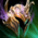 Etherbound Helm.png