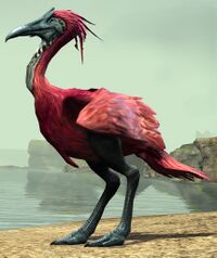 Pink Moa.jpg