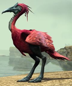 Pink Moa.jpg