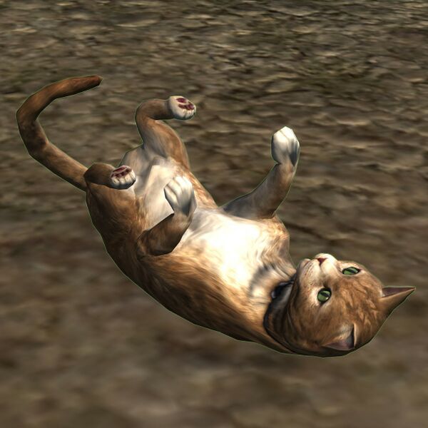 File:Earl (charity animal).jpg