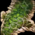 Ripped Hide.png