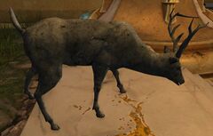 Stag (Exhibit).jpg