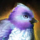 Whistling Tranquility Cuckoo.png