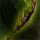 Zhaitan's Wisdom.png