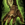 Accursed Vambraces.png