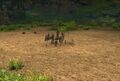 Destroy Shadow Trap appearance.jpg
