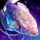Albino Gourami.png