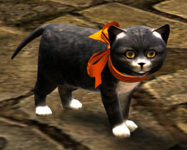 File:Black Kitten (collar).jpg