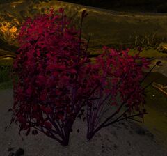 Bristle-Burn Bush.jpg