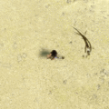 Floating weapon.