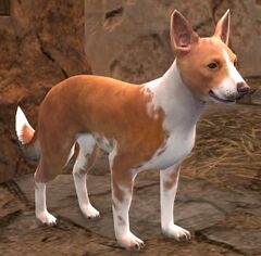 Basenji.jpg