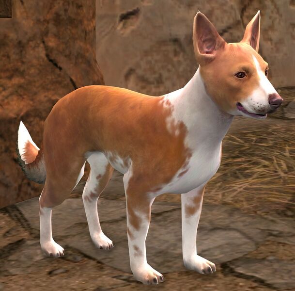 File:Basenji.jpg