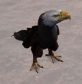 Eagle.jpg