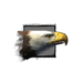 Juvenile Eagle.png