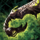 Old-Growth Pistol.png
