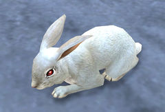 Rabbit.jpg